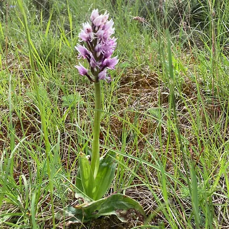 Vakantiehuis Lou Clapas Dans Village Perche Du Parc Des Grands Causses *