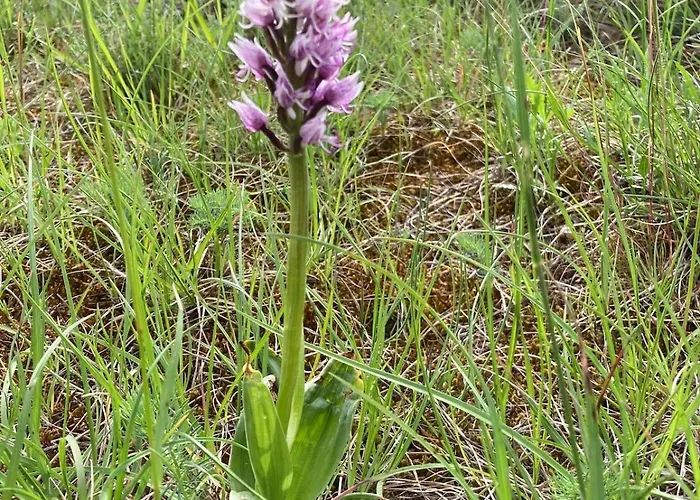 別荘 Lou Clapas Dans Village Perche Du Parc Des Grands Causses *