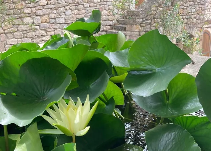 別荘 Lou Clapas Dans Village Perche Du Parc Des Grands Causses Nant